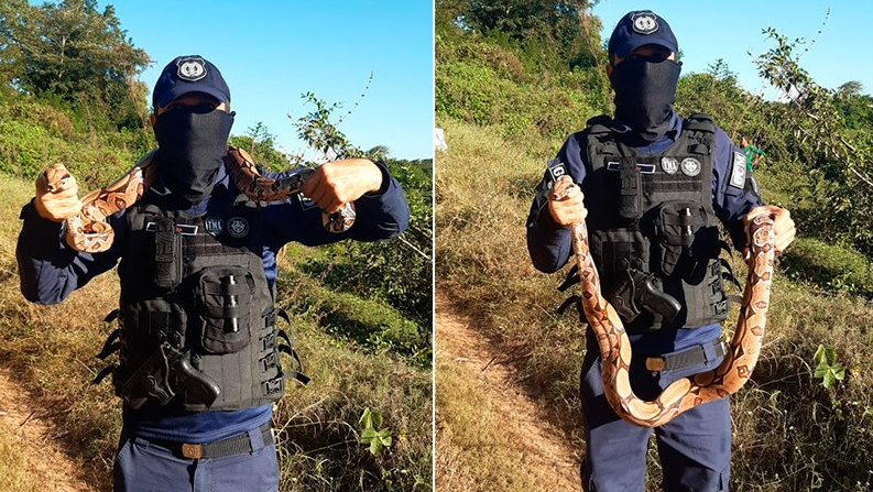 Jiboia de quase 2 metros é encontrada em comércio